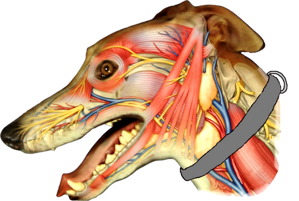 Ilustração anatômica do pescoço do cachorro mostrando a pressão da coleira