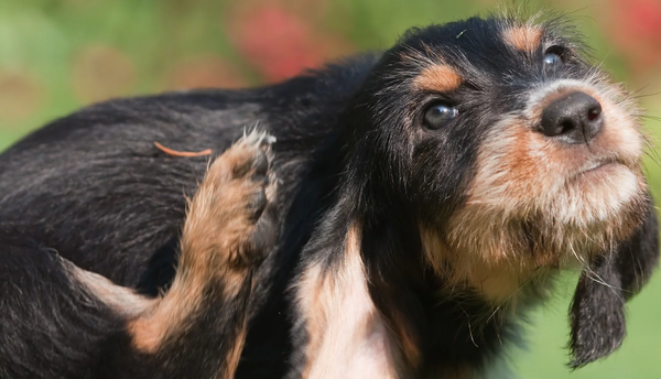 Cachorro de pelo duro se coçando com a pata