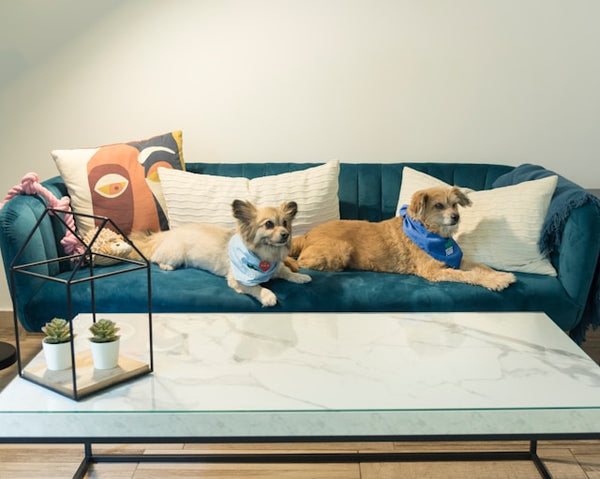 Dois cachorros pequenos deitados no sofá verde da sala