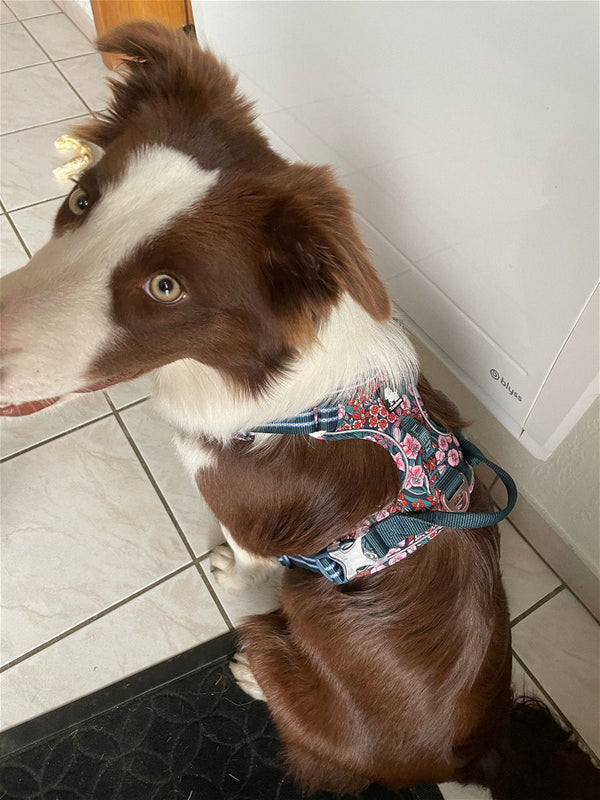 Border collie marrom e branco usando peitoral estampado