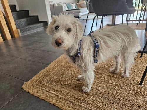 Peitoral ou Coleira: Qual Não Machuca o Seu Cachorro no Passeio