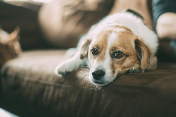 Cachorro beagle mestiço deitado no sofá