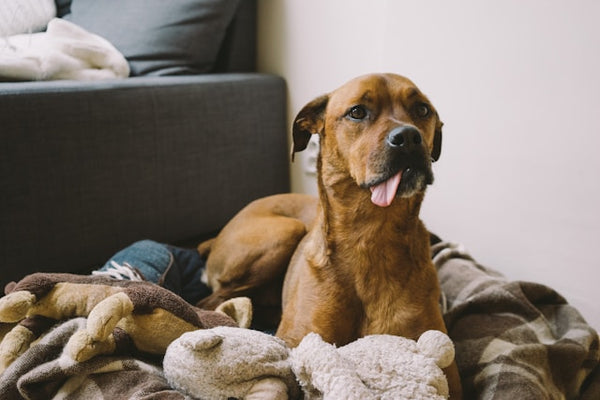 Cachorro caramelo deitado na cama entre bichos de pelúcia