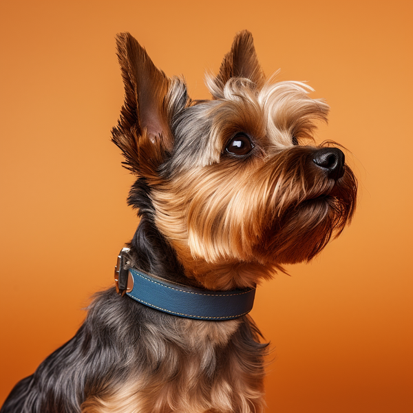 Yorkshire terrier de coleira azul em fundo laranja