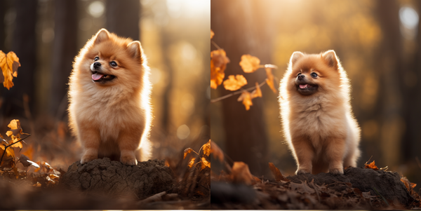 Duas cenas de spitz alemão na floresta de outono