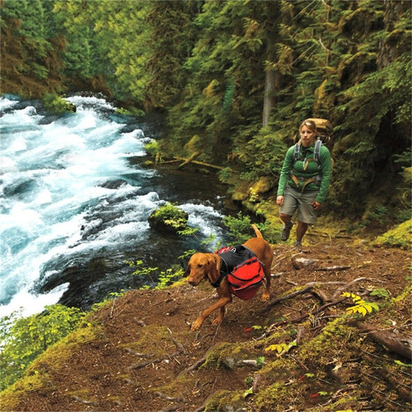 Cachorro com mochila de alforjes em trilha na floresta ao lado do tutor