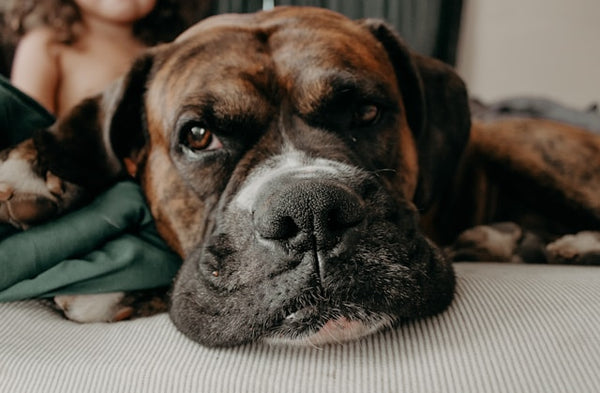 Boxer tigrado deitado com a cabeça apoiada