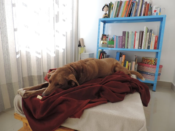 Cachorro dormindo em pufe coberto com manta vermelha