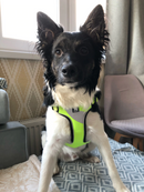 Peitoral Truelove Enforce Flúor