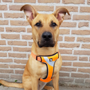 Peitoral Truelove Enforce Laranja