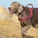 Peitoral Truelove Slin Neoprene Vinho