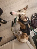 Peitoral Truelove Robust Preto