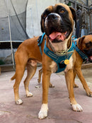 Peitoral Truelove Upgrade Celeste