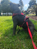 Peitoral Truelove Colete Vermelho