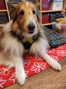 Peitoral Truelove Colete Flúor