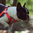 Peitoral Truelove Enforce