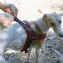 Peitoral Truelove Slin