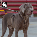 Peitoral Truelove Whippet