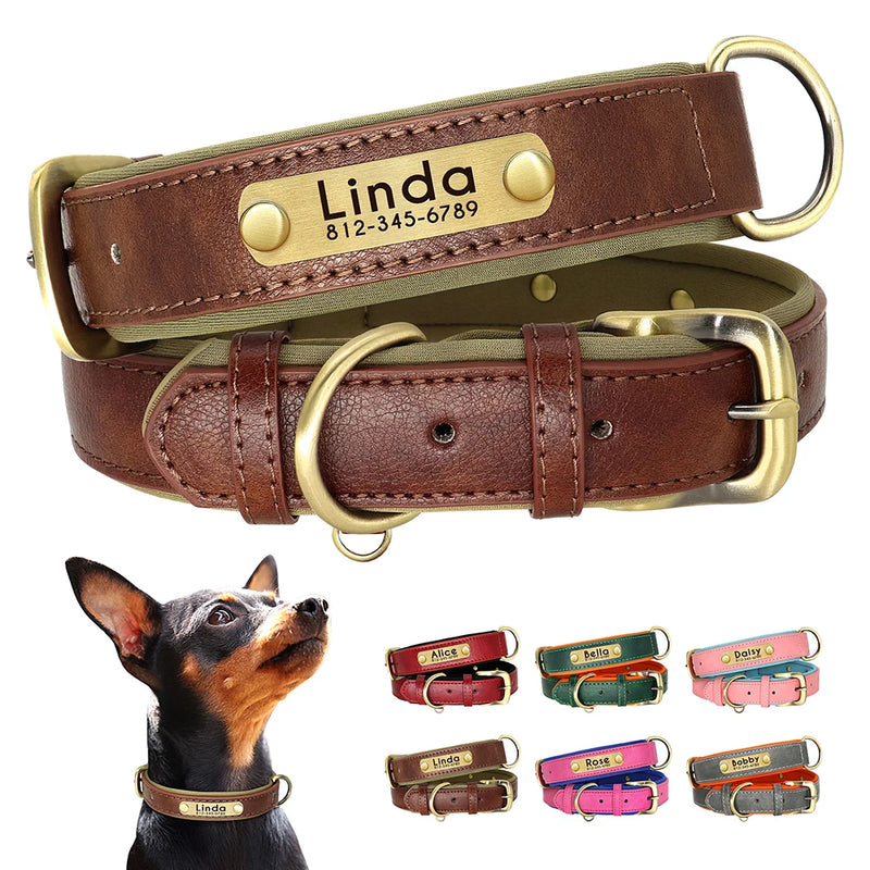 Coleira Pinscher Gravada