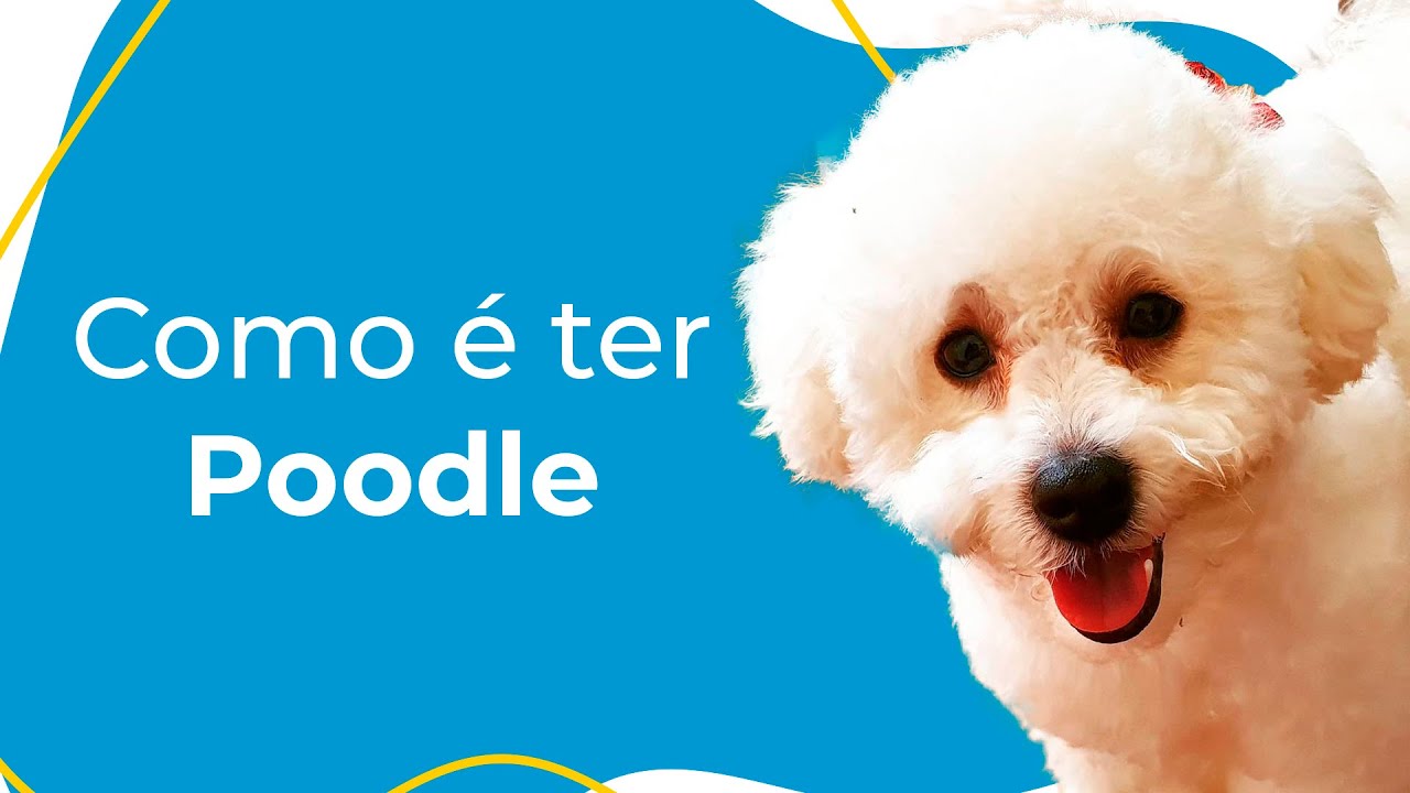 Guia para Poodle – TrueLove Brasil