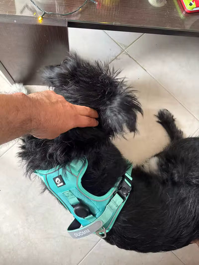 Foto enviada por Patrícia