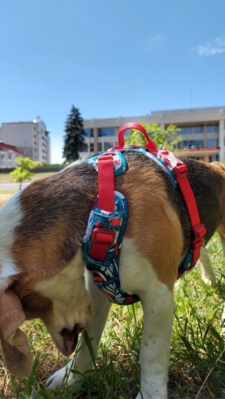 Foto enviada por Gui Dias