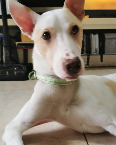 Foto enviada por Calu Novaes
