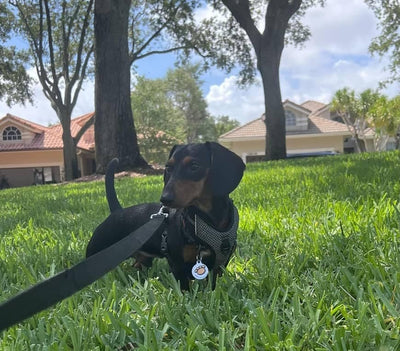 Foto enviada por Rosária Gentil