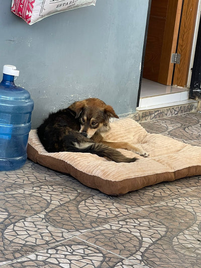 Foto enviada por Carlos Evangelista