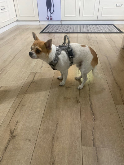 Foto enviada por Peca da Conceição