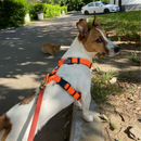 Peitoral Truelove Neoprene®